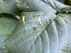Eriophyes tiliae