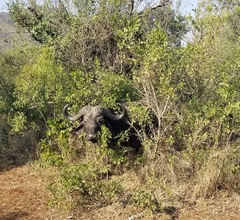 Syncerus caffer caffer