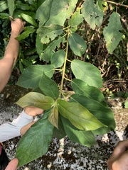 Ficus erecta beecheyana