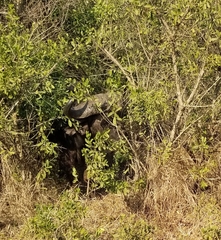 Syncerus caffer caffer