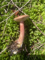 Austroboletus gracilis