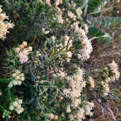Brickellia eupatorioides