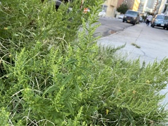 Dysphania ambrosioides