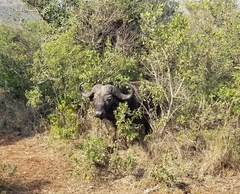 Syncerus caffer caffer