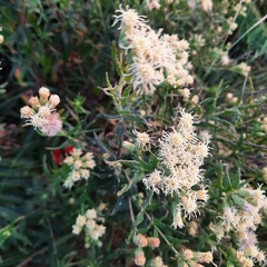 Brickellia eupatorioides