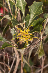 Grevillea dilatata