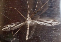 Tipula furca