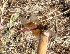 Sympetrum semicinctum