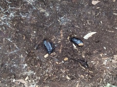 Blaberidae