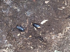 Blaberidae