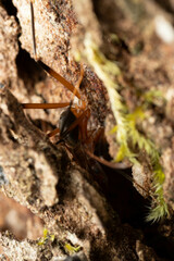 Leptomyrmex tibialis
