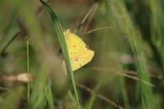 Colias eurytheme