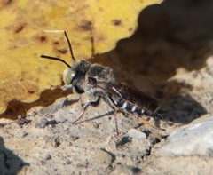 Megachile rotundata
