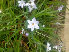 Ipheion uniflorum