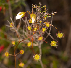 Drosera planchonii