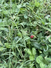 Trifolium incarnatum
