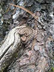 Crotalus triseriatus