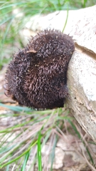 Hexagonia