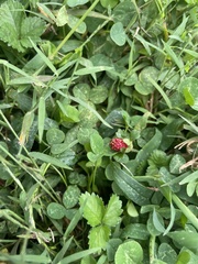 Trifolium incarnatum