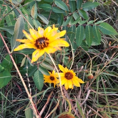 Helianthus mollis