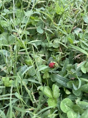 Trifolium incarnatum