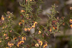 Daviesia asperula