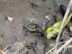 Lithobates vaillanti