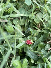 Trifolium incarnatum