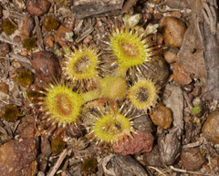 Drosera glanduligera