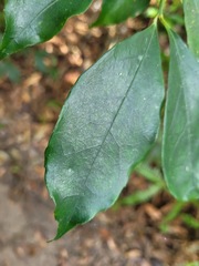 Euonymus laxiflorus