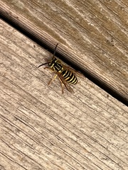 Vespula squamosa