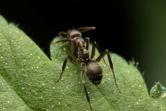 Prolasius