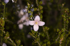 Cyanothamnus coerulescens