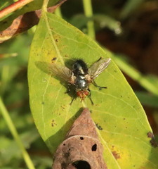 Tachinini