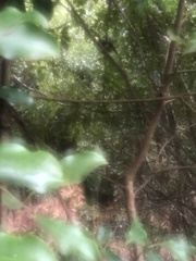 Eopsaltria australis