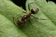 Prolasius