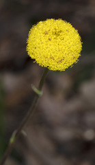 Craspedia variabilis