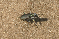 Cicindela scutellaris lecontei