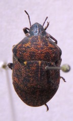 Scutelleridae