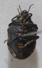 Scutelleridae