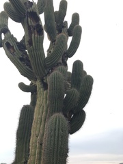 Carnegiea gigantea