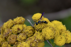 Parancistrocerus perennis