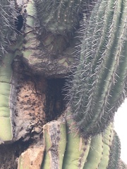 Carnegiea gigantea