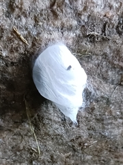 Arthropoda