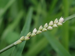 Setaria flavida