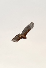 Buteo lineatus