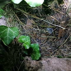 Arthropoda