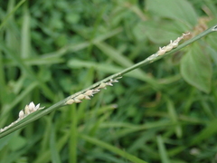 Setaria flavida