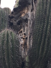 Carnegiea gigantea
