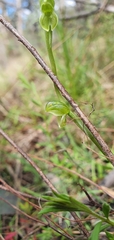 Pterostylis mutica